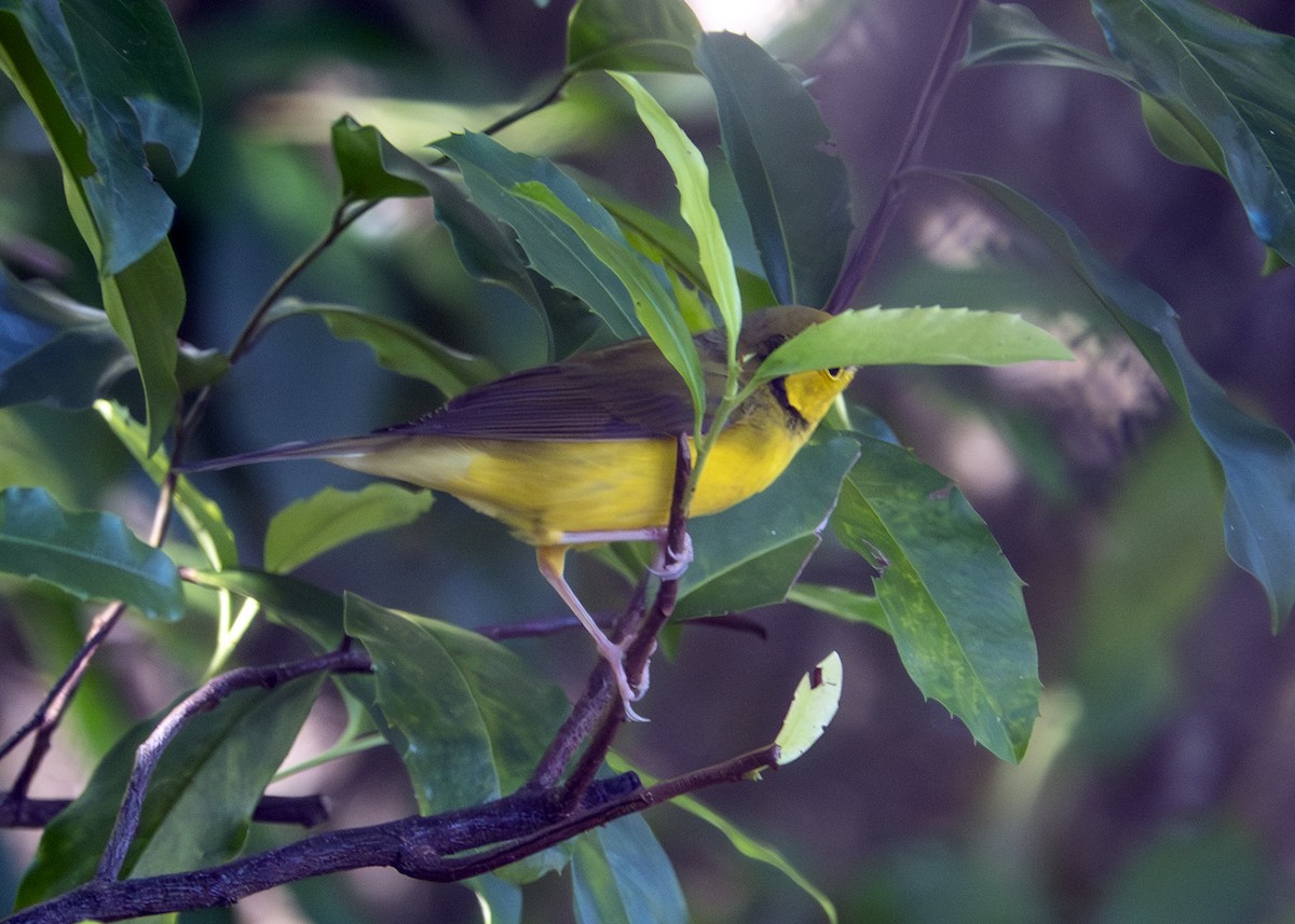 Болотянка чорногорла - ML646026653