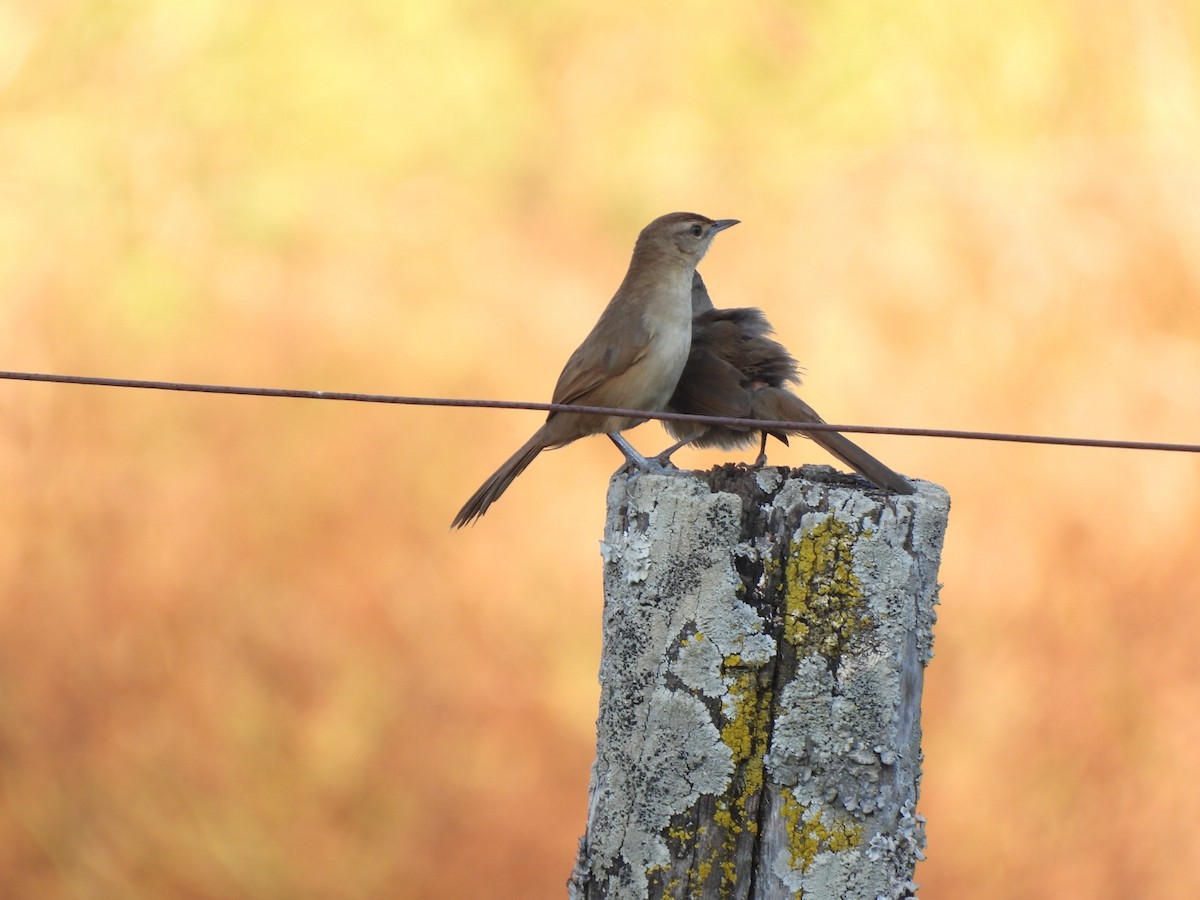 М’якохвіст рудолобий [група rufifrons] - ML646026658