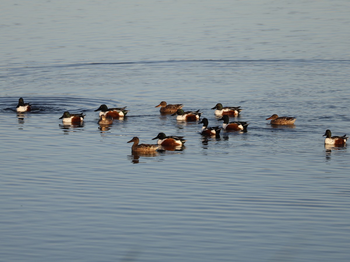 Kaşıkgaga - ML646026659