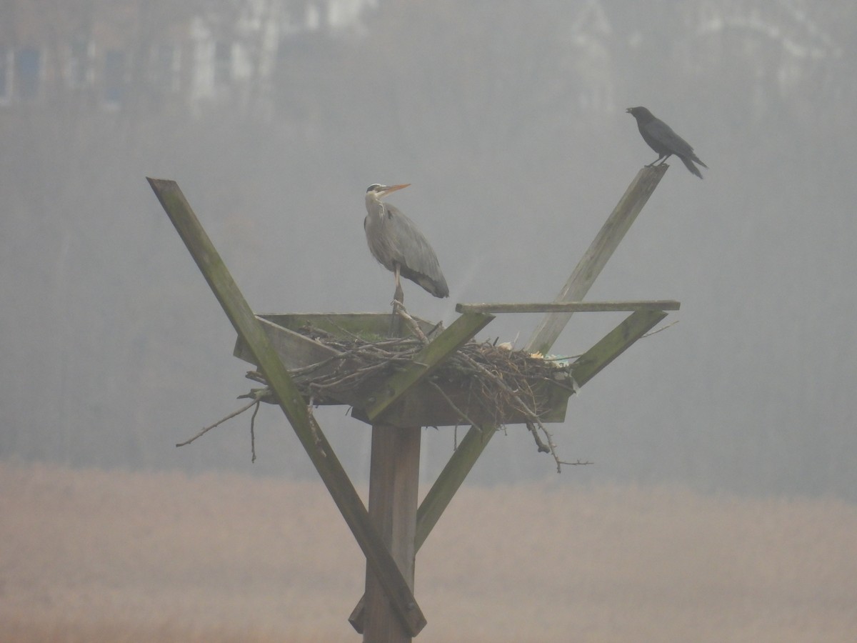American Crow - ML646026660
