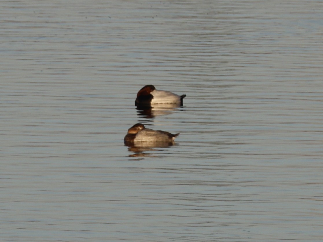 Canvasback - ML646026661