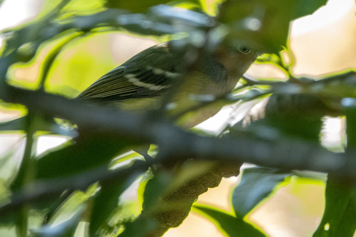 White-eyed Vireo - ML646026672