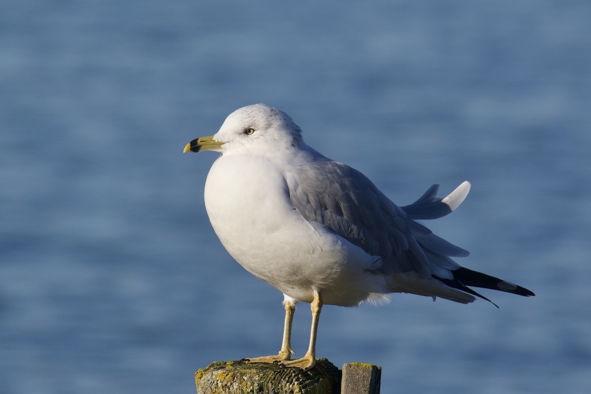 Ring-billed Gull - ML646026674