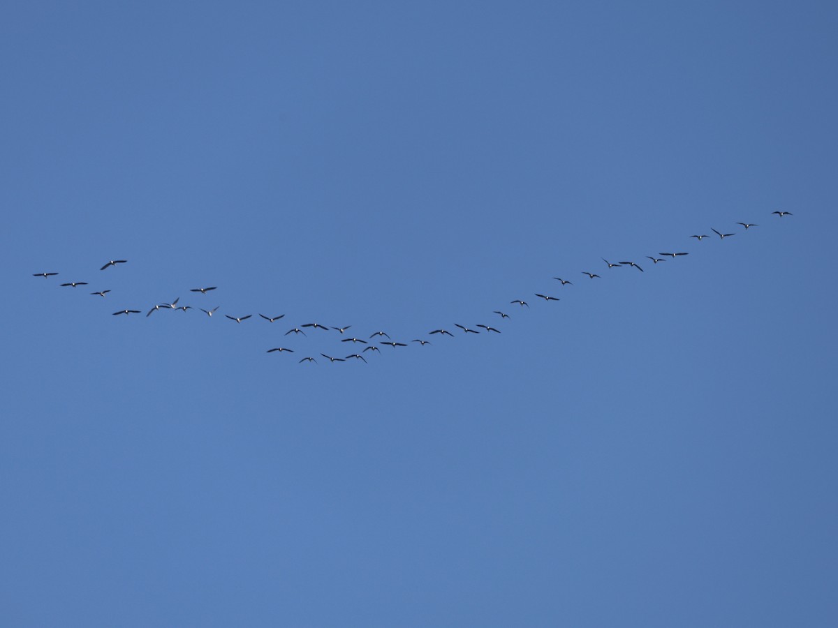 Greater White-fronted Goose (Western) - ML646026678