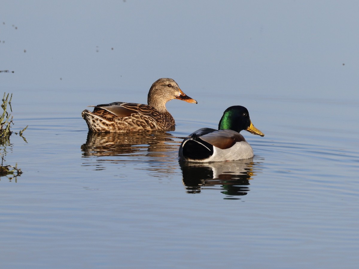 Mallard - ML646026690
