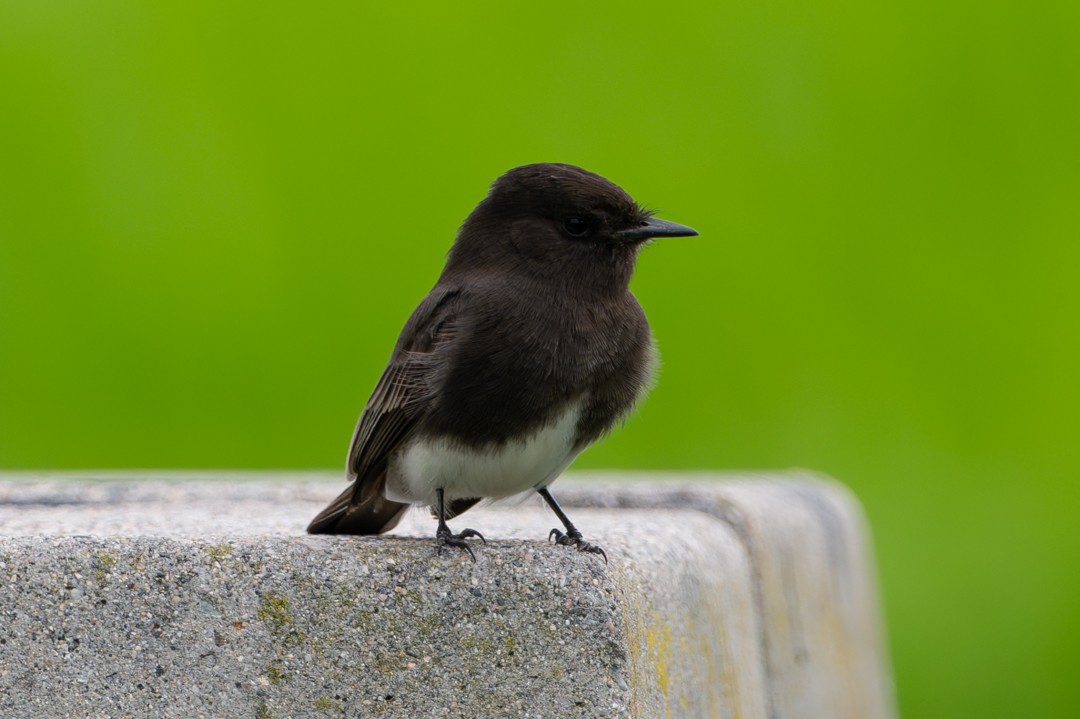Black Phoebe - ML646026700