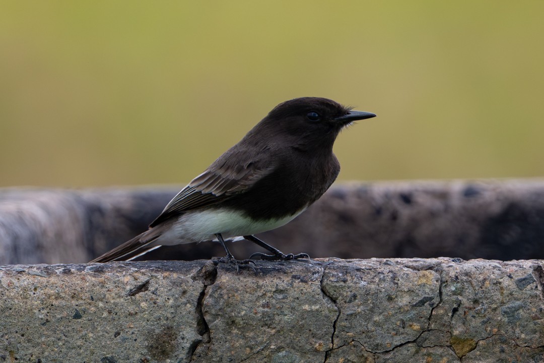 Black Phoebe - ML646026701