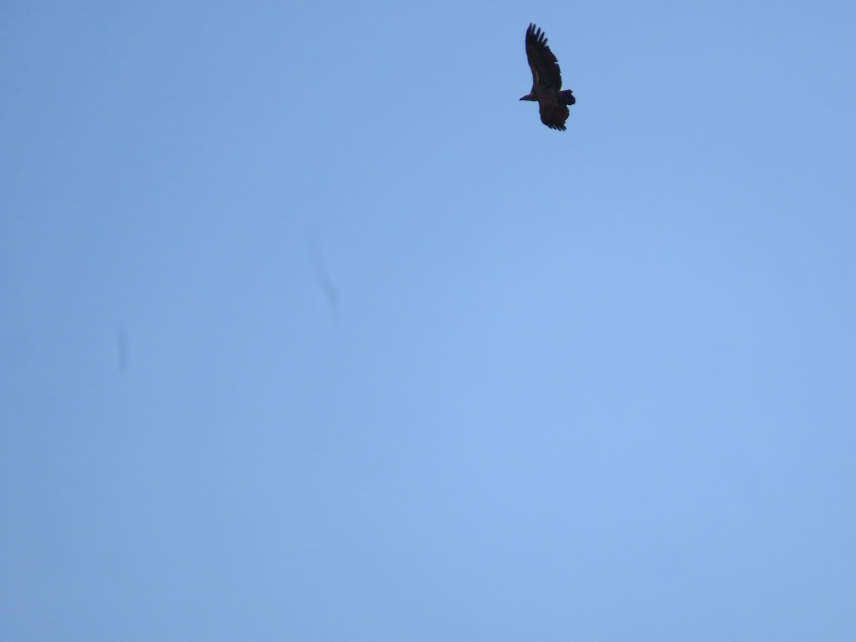 Ak Sırtlı Akbaba - ML646026707