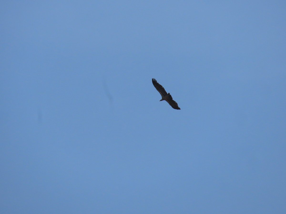 Ak Sırtlı Akbaba - ML646026708