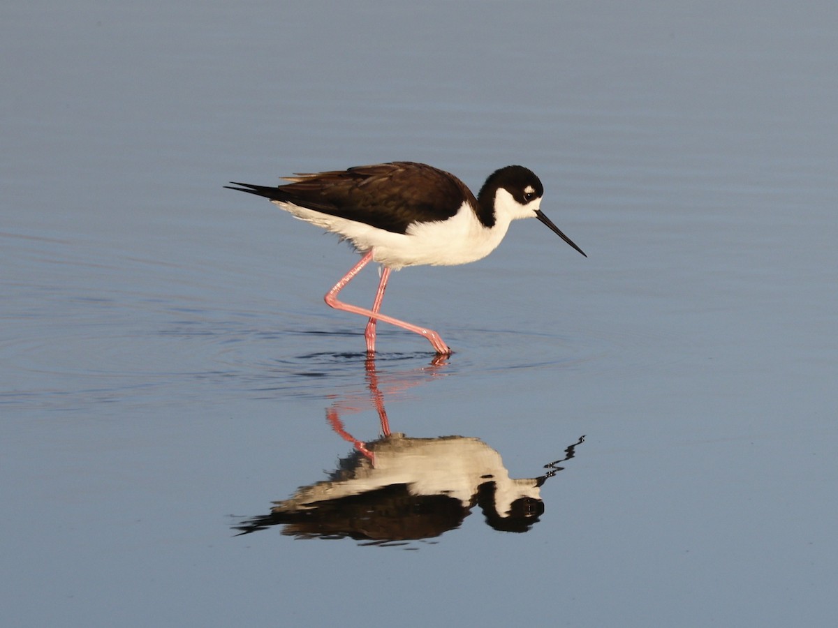Black-necked Stilt (Black-necked) - ML646026709