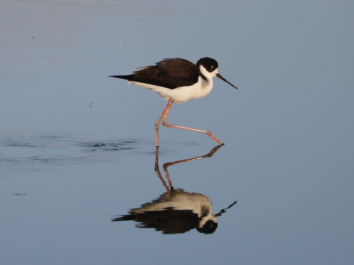 Black-necked Stilt (Black-necked) - ML646026711