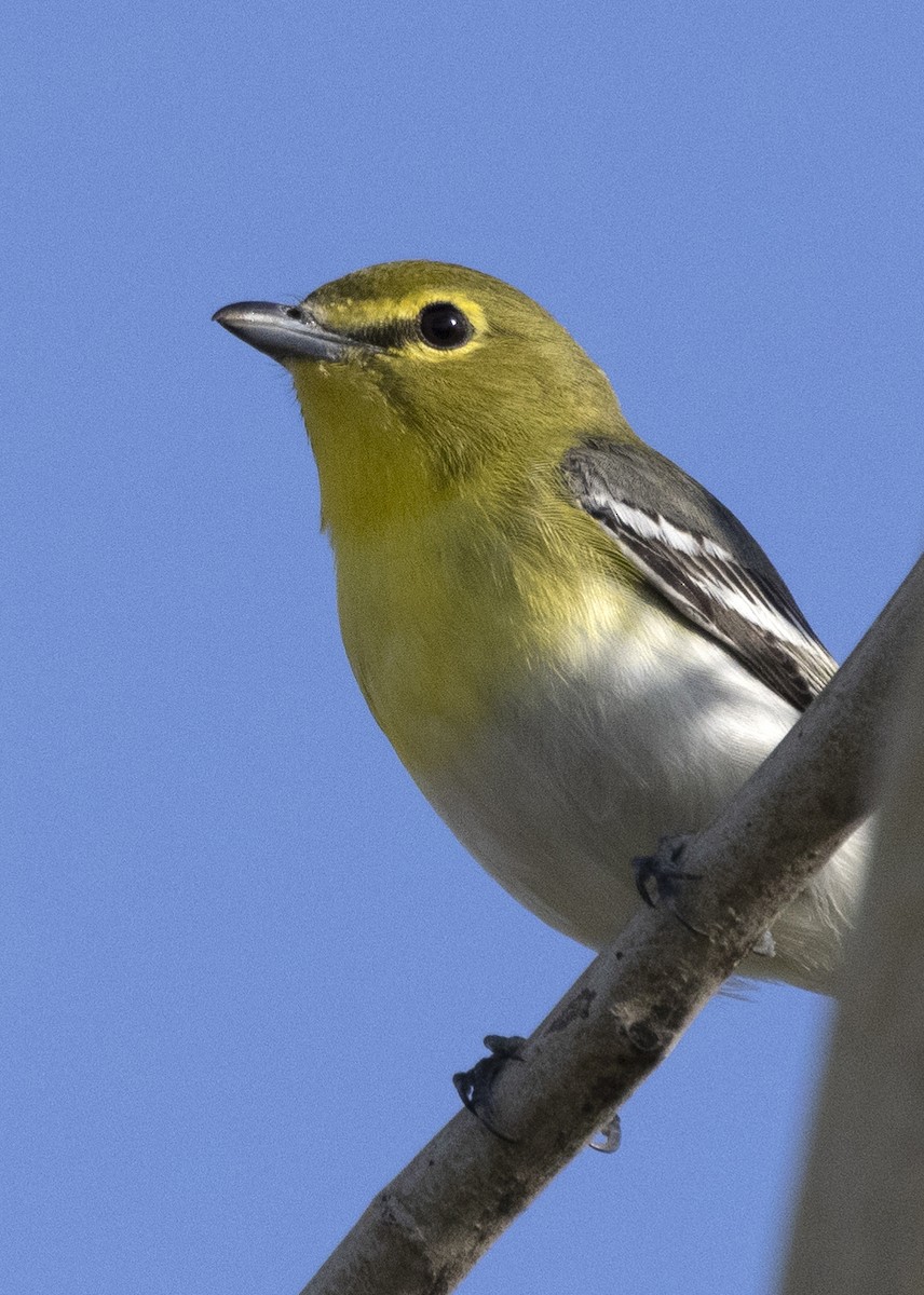 Yellow-throated Vireo - ML646026714