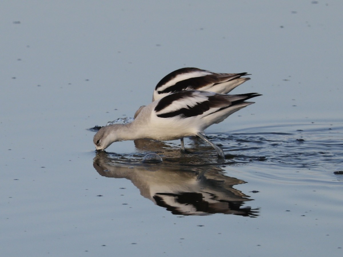 American Avocet - ML646026715