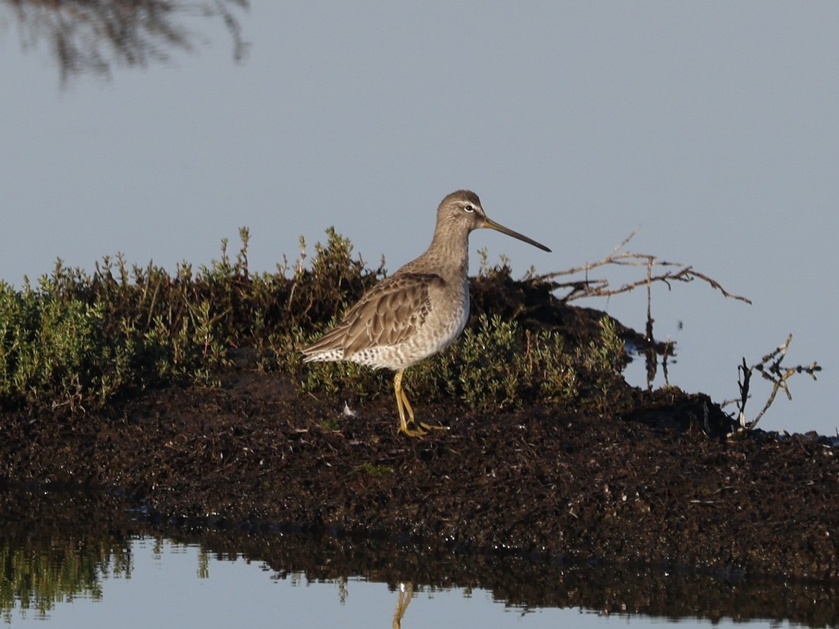 Long-billed Dowitcher - ML646026722