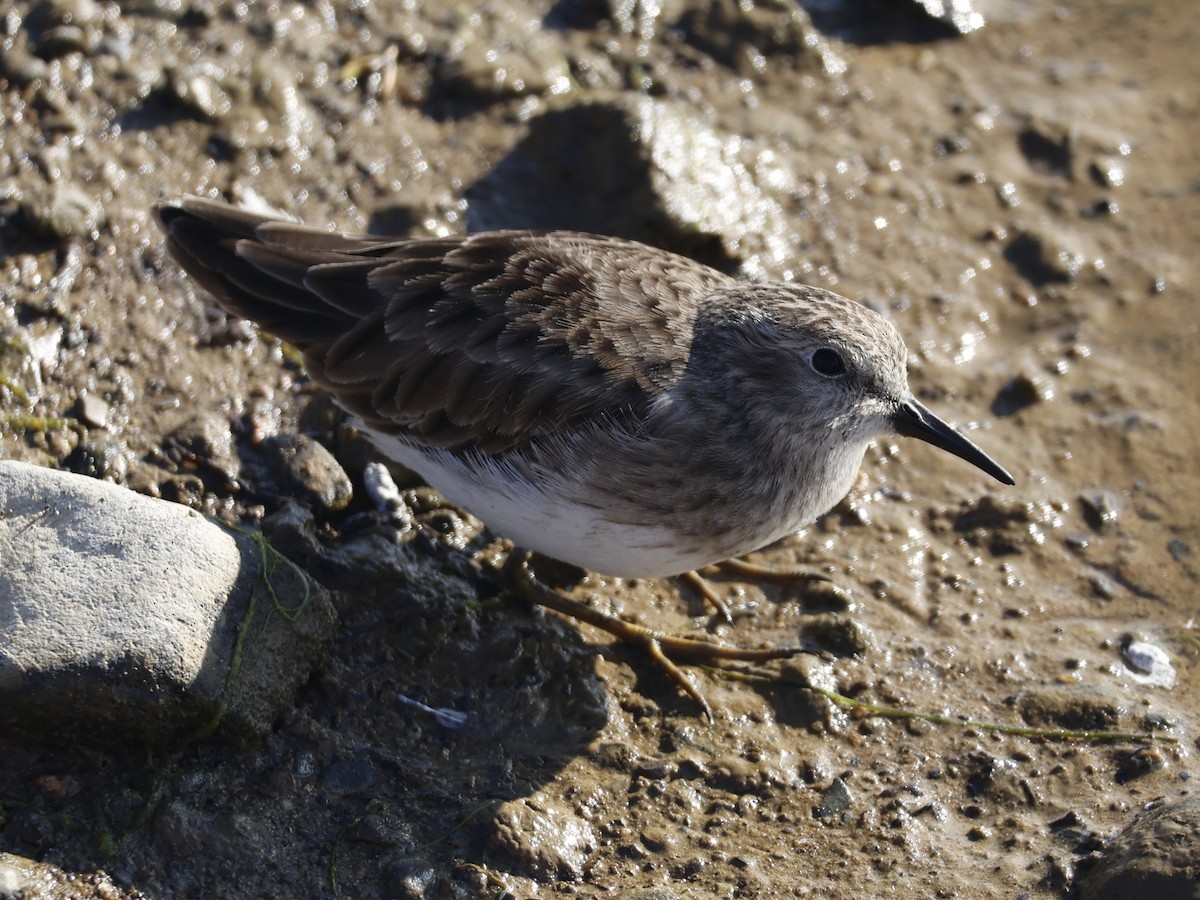Least Sandpiper - ML646026727