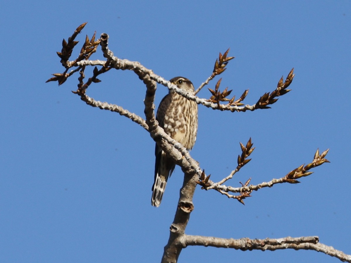 Merlin - ML646026731