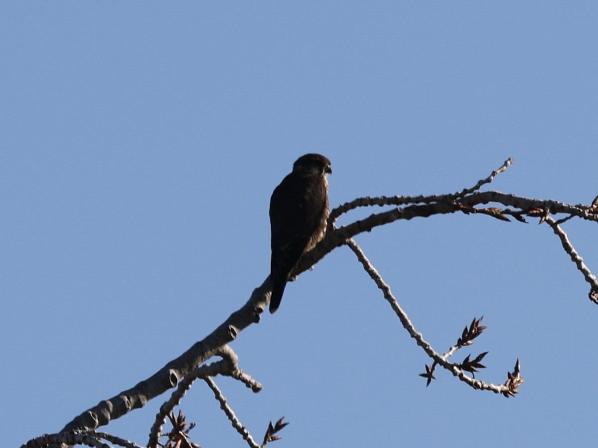 Merlin - ML646026732