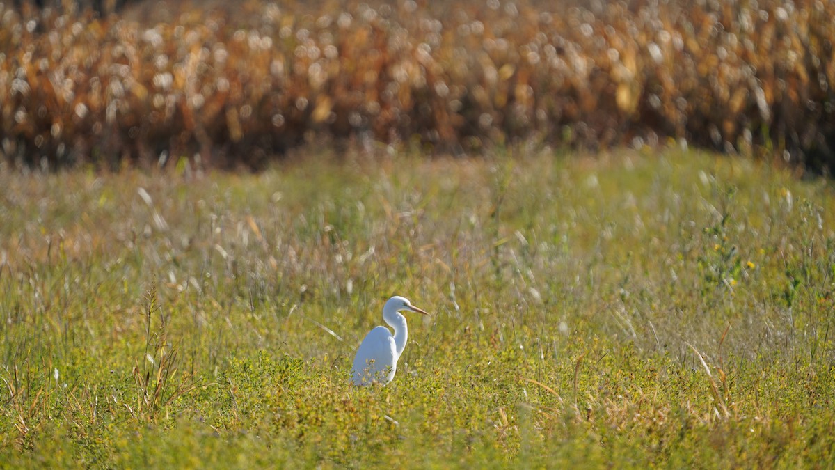 volavka bílá - ML646026740