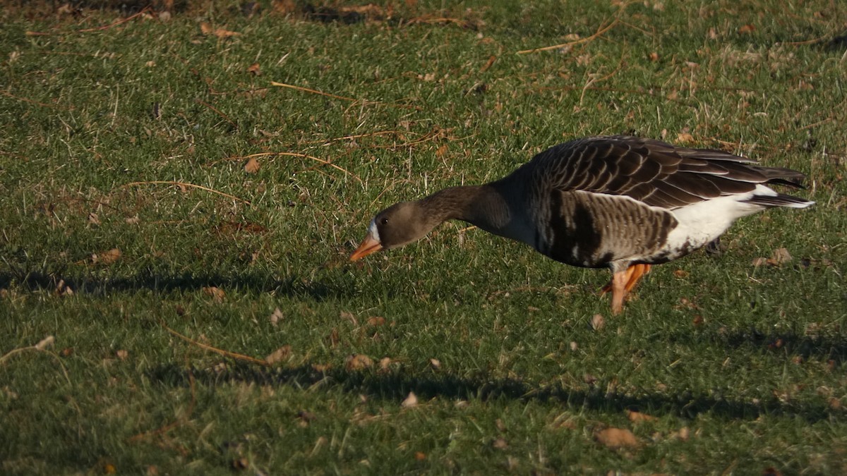 אווז לבן-מצח - ML646026750