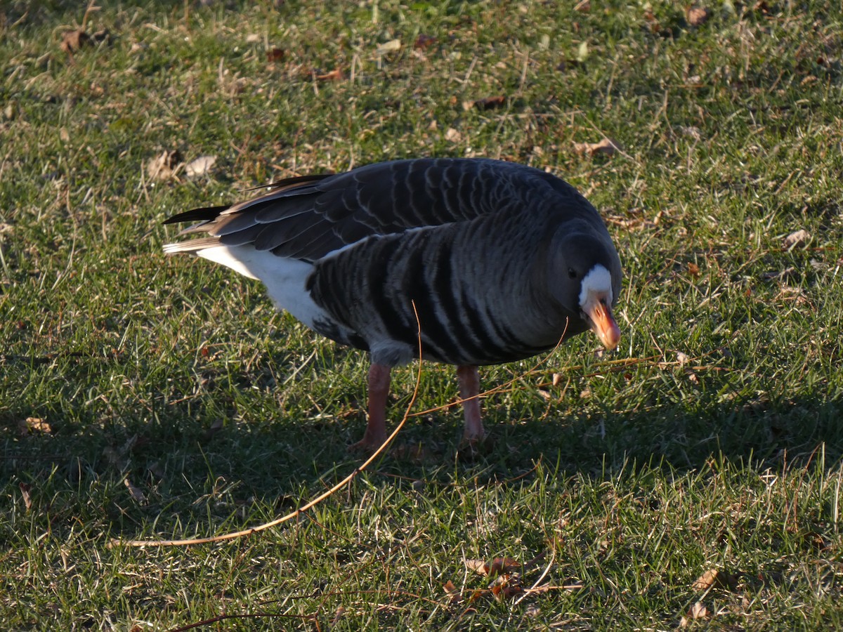 אווז לבן-מצח - ML646026752
