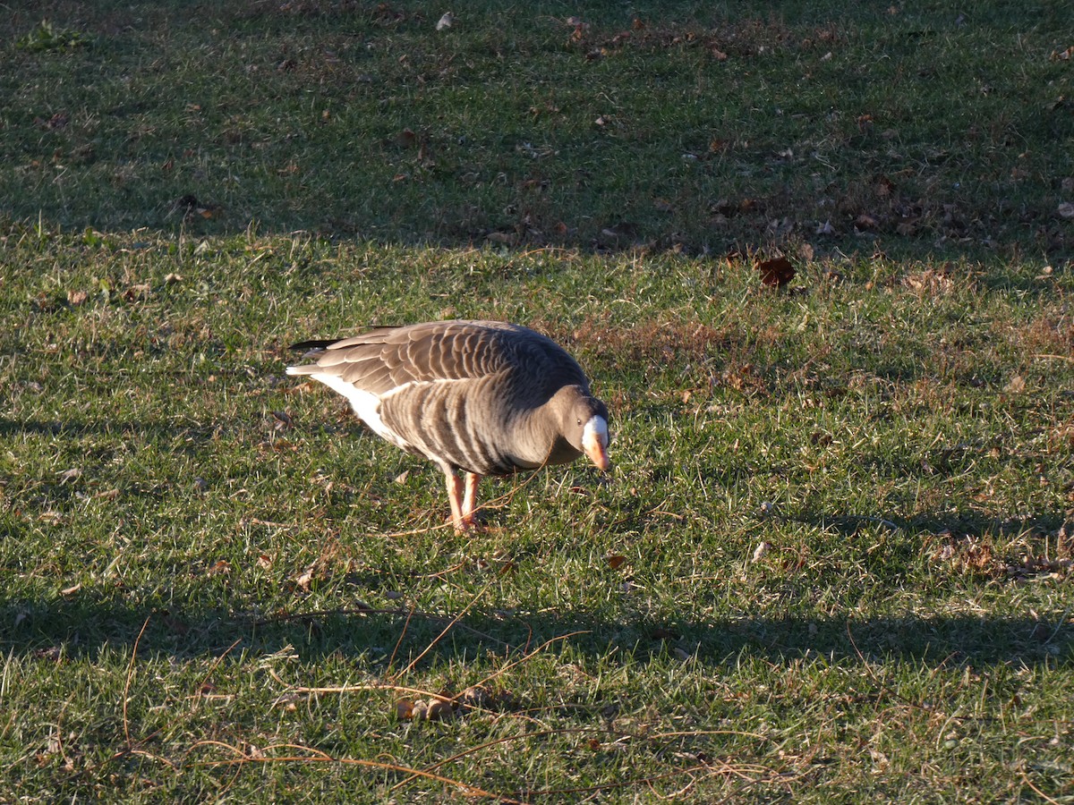אווז לבן-מצח - ML646026753