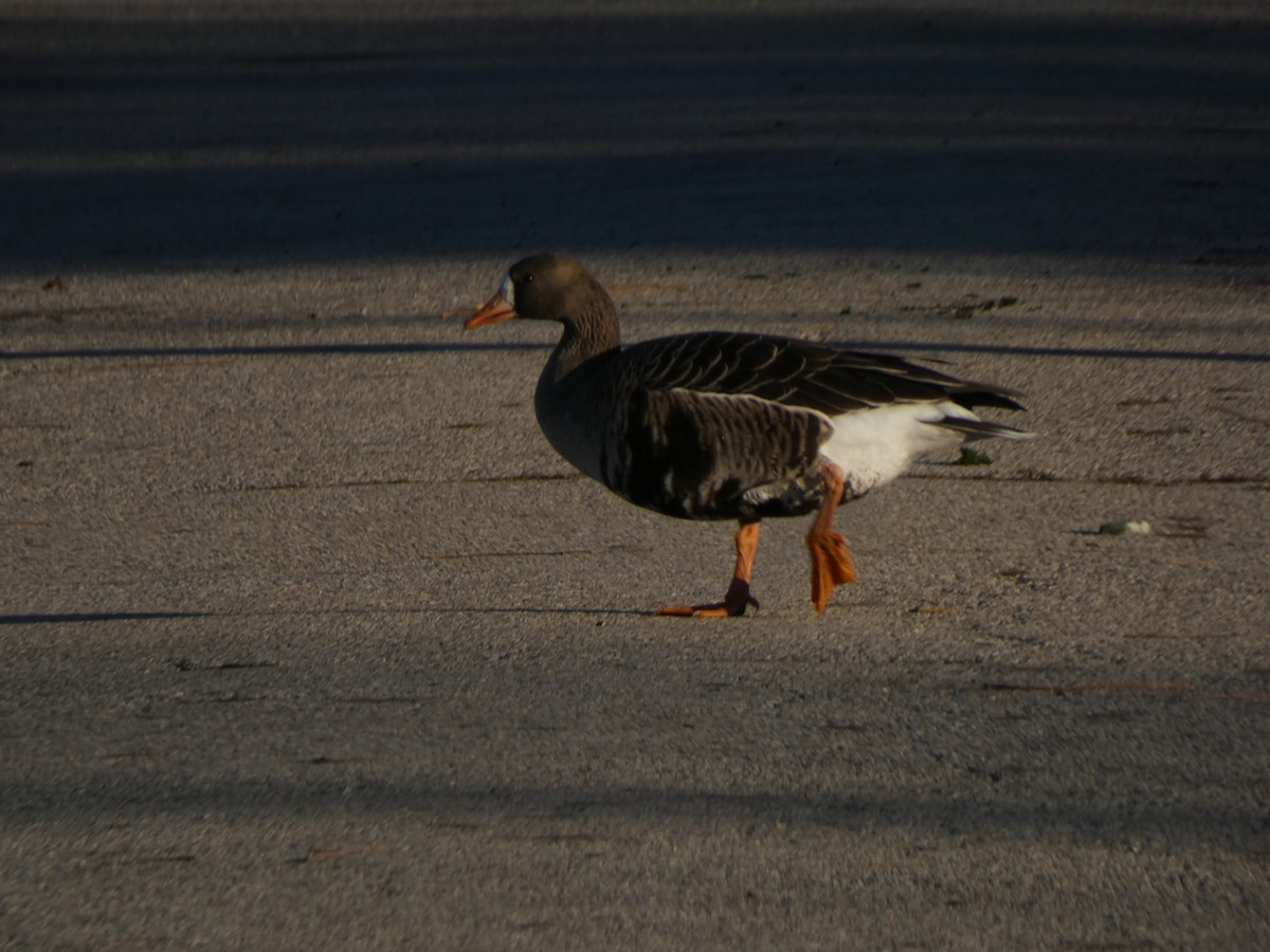 אווז לבן-מצח - ML646026754