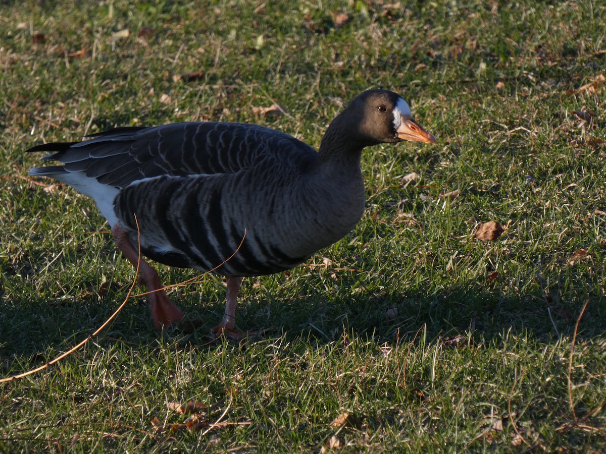 אווז לבן-מצח - ML646026755