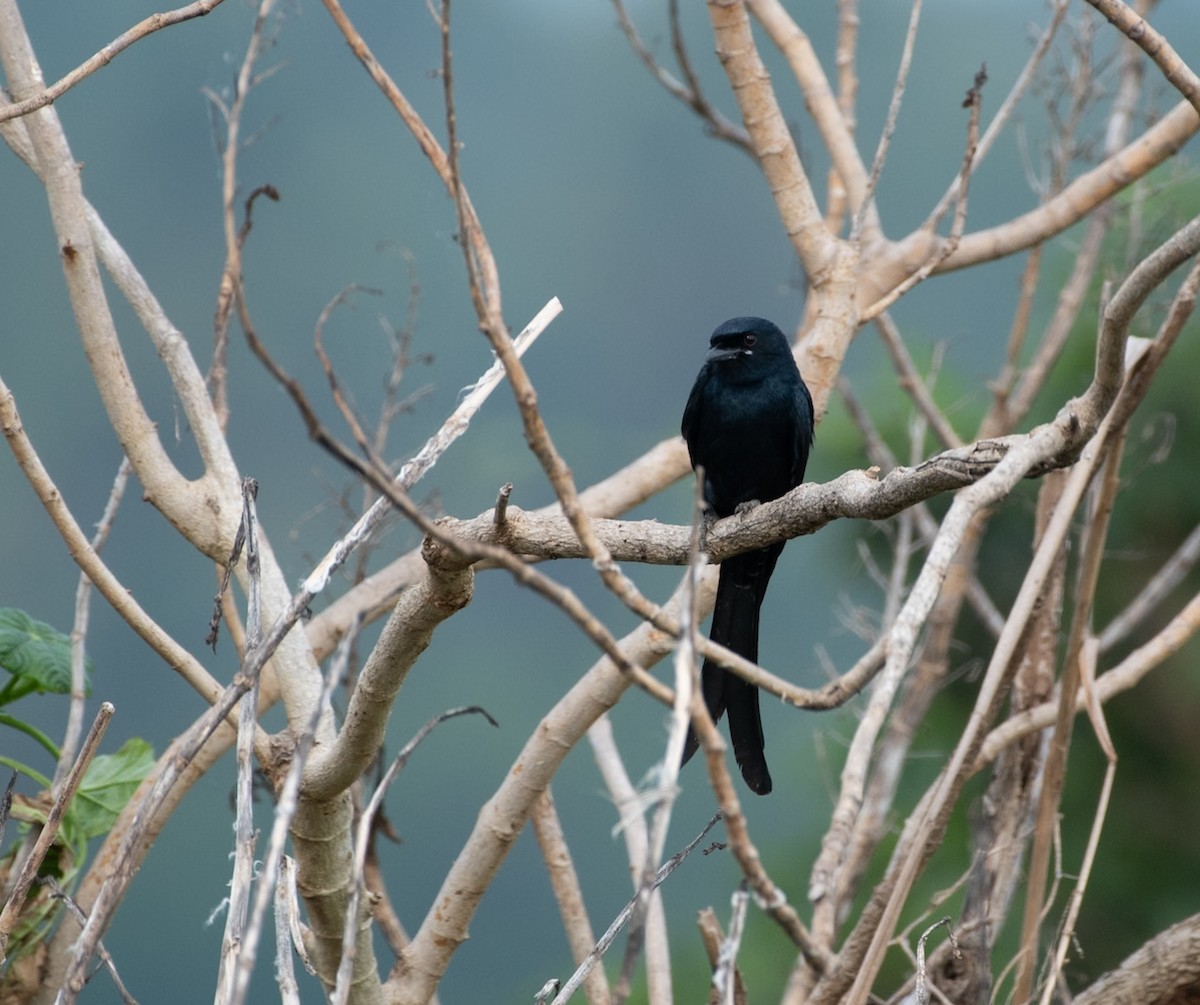 Black Drongo - ML646026759