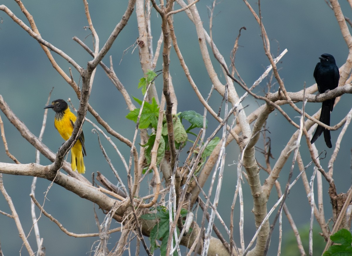Black Drongo - ML646026760