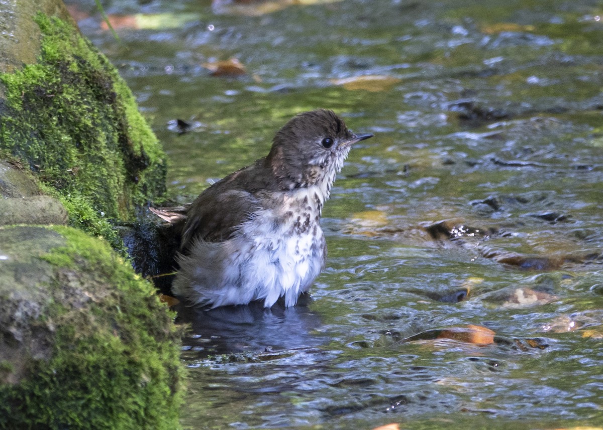 Grauwangen-Musendrossel - ML646026769