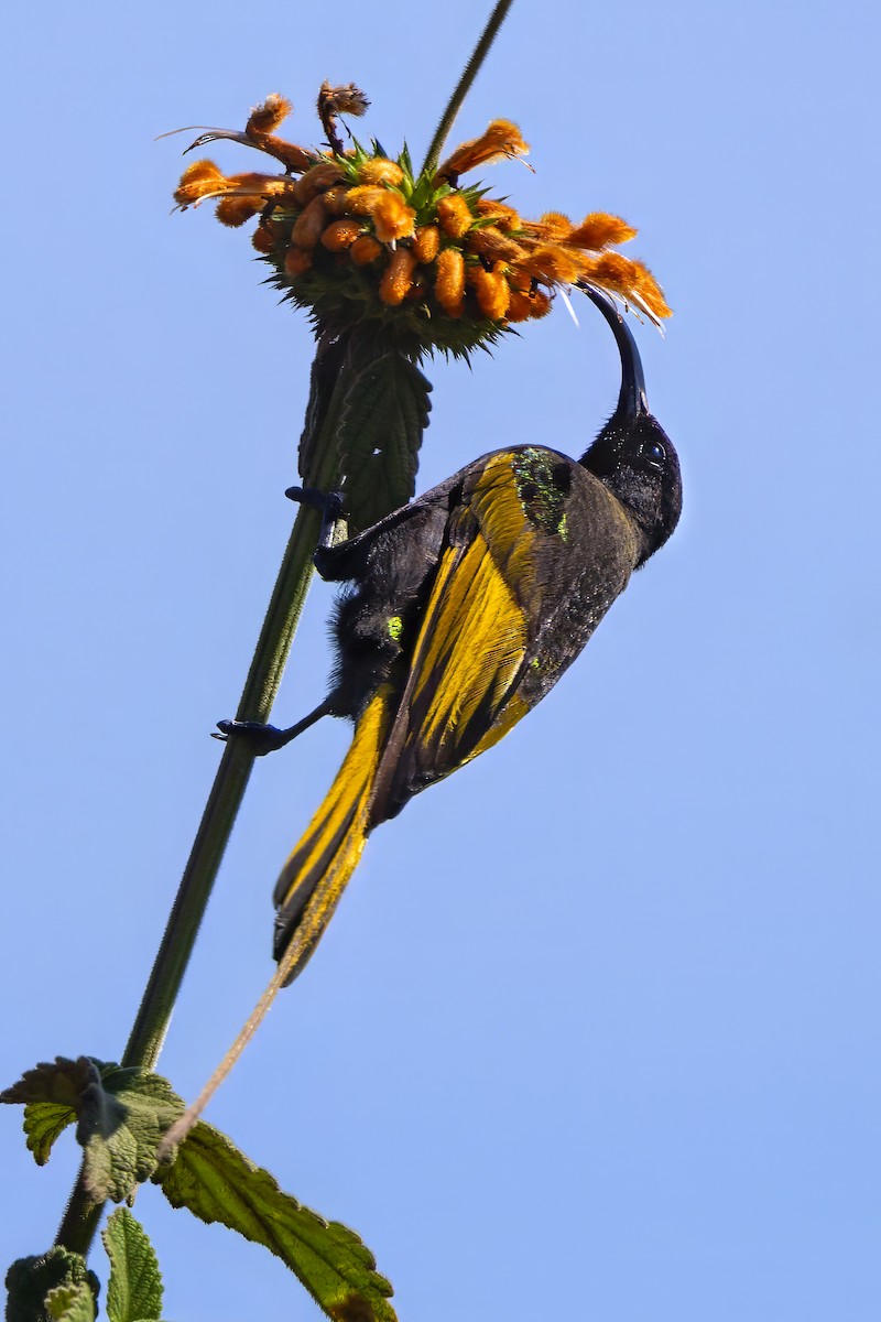 strdimil zlatokřídlý - ML646026773