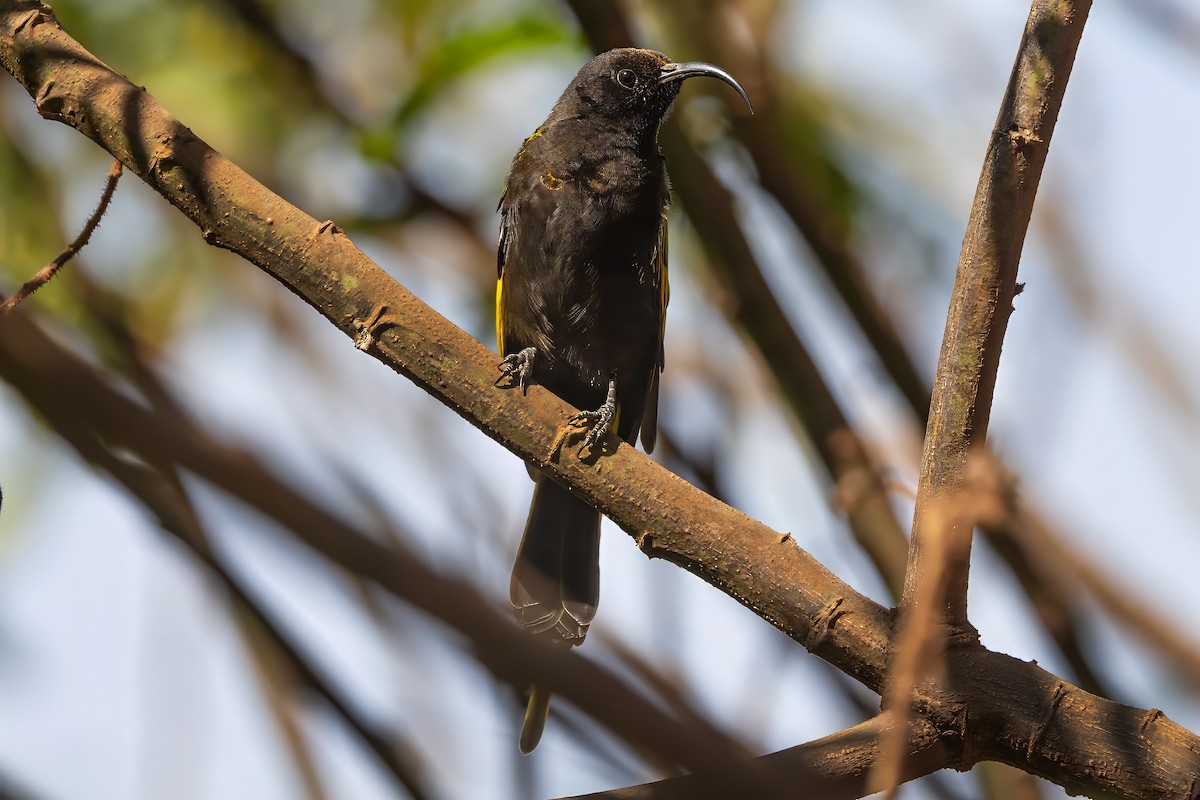 strdimil zlatokřídlý - ML646026774