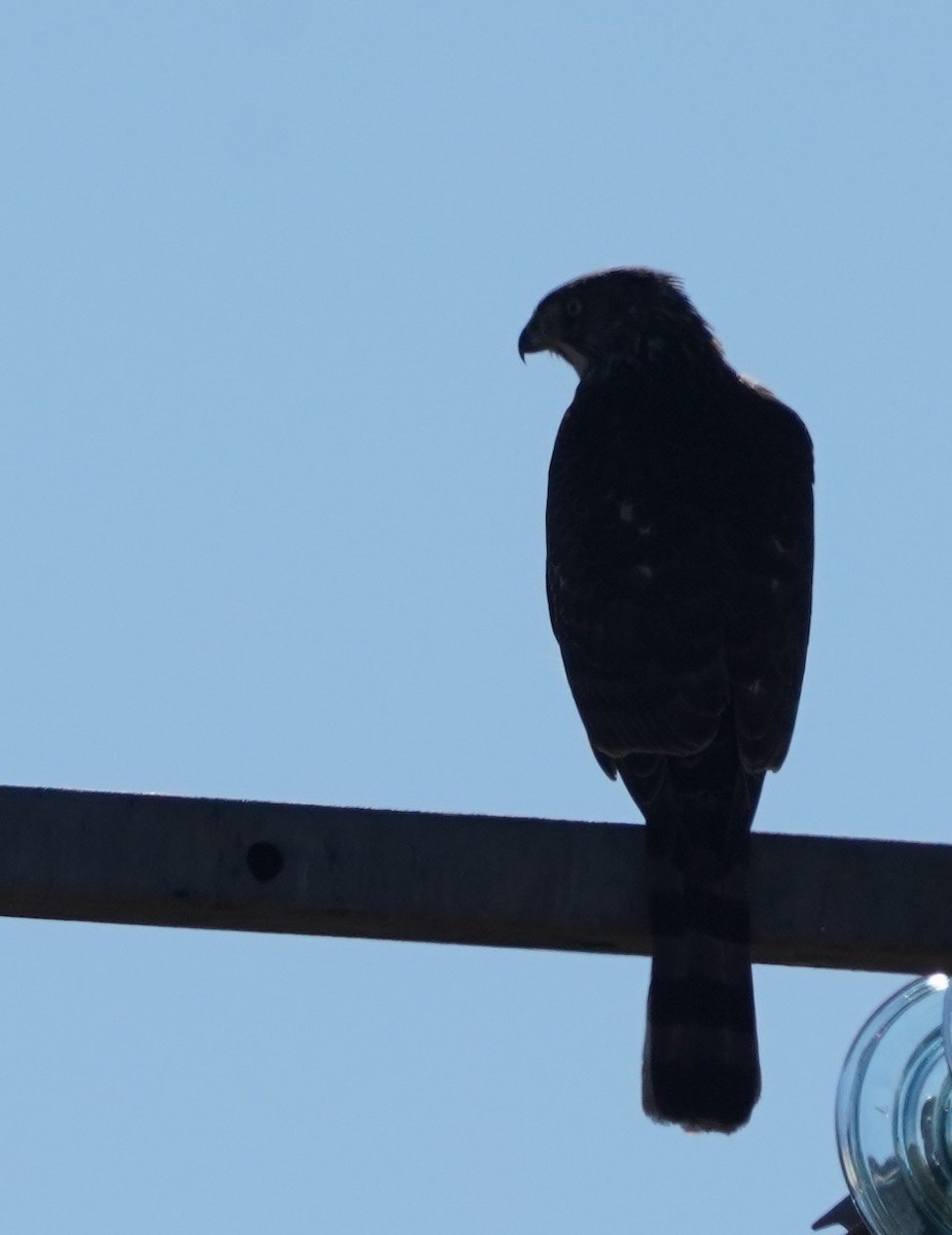 Cooper's Hawk - ML646026775