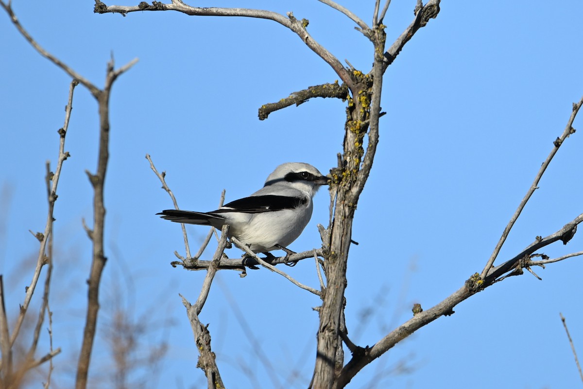 Northern Shrike - ML646026778