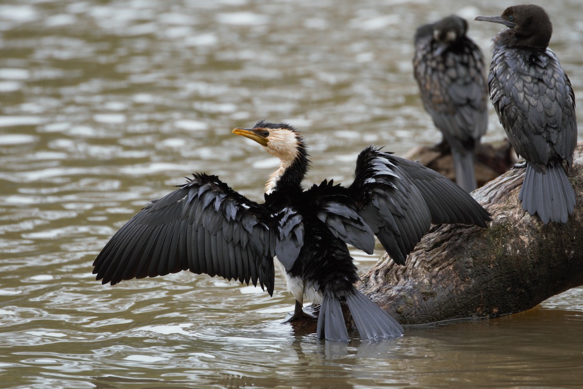 Little Pied Cormorant - ML646026784