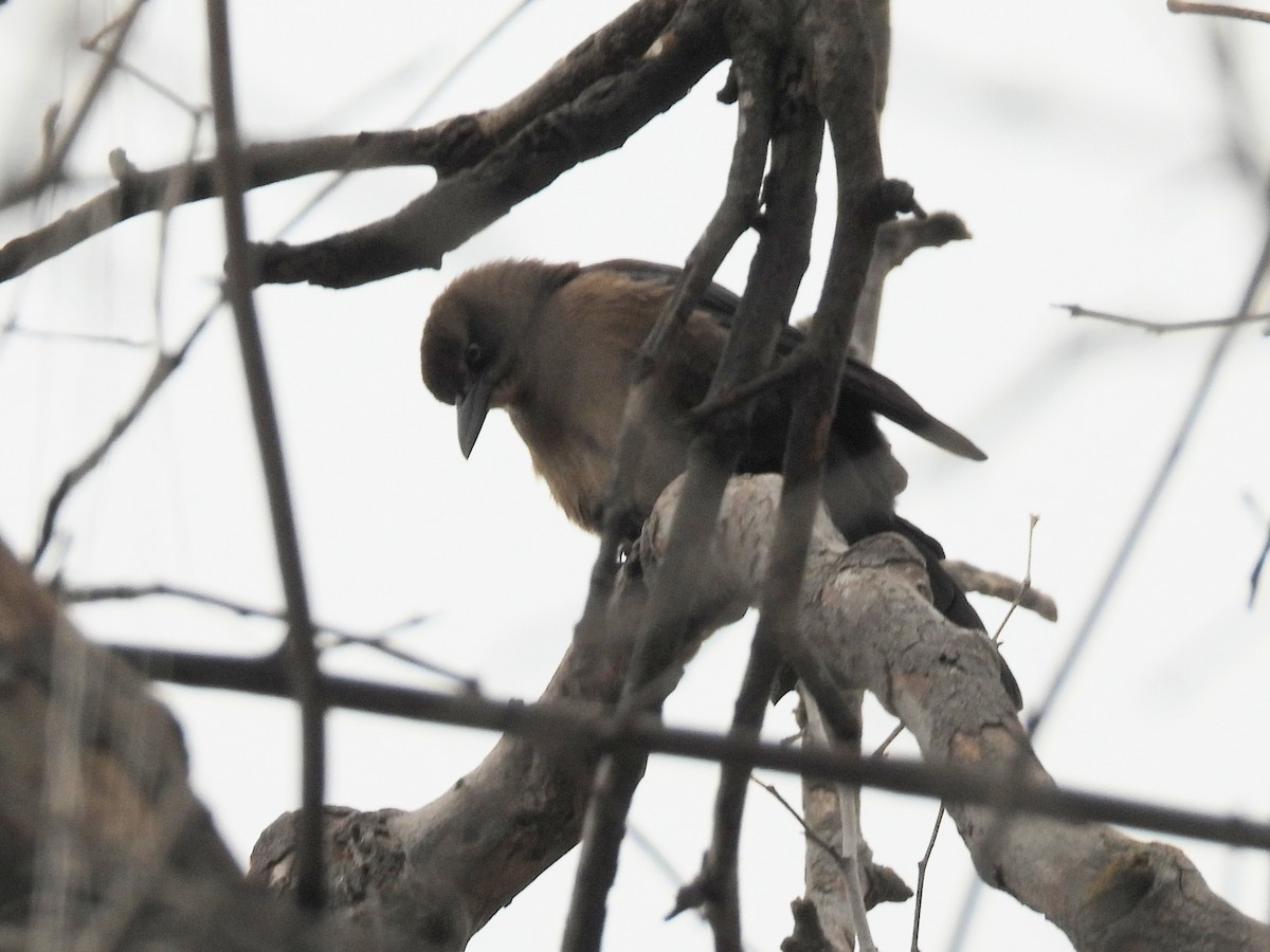 Great-tailed Grackle - ML646026788