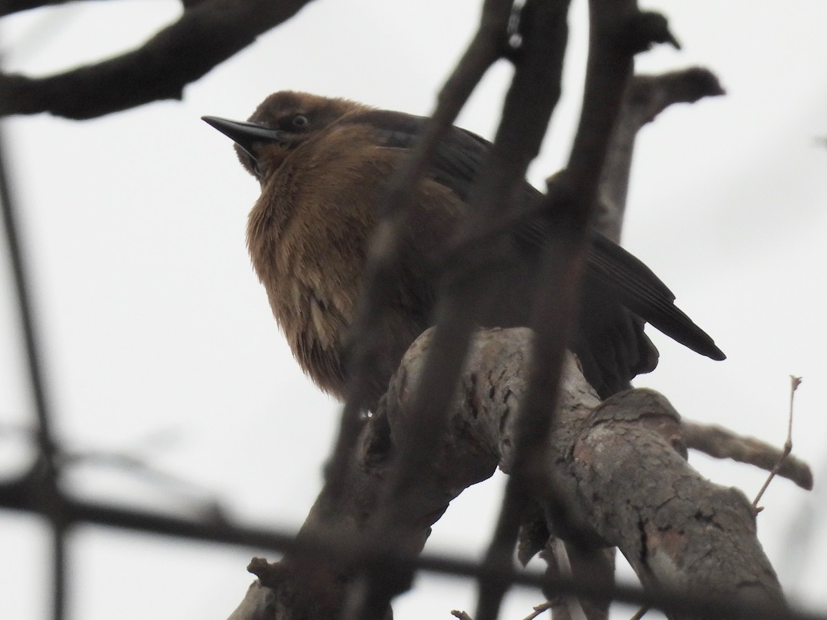 Great-tailed Grackle - ML646026789