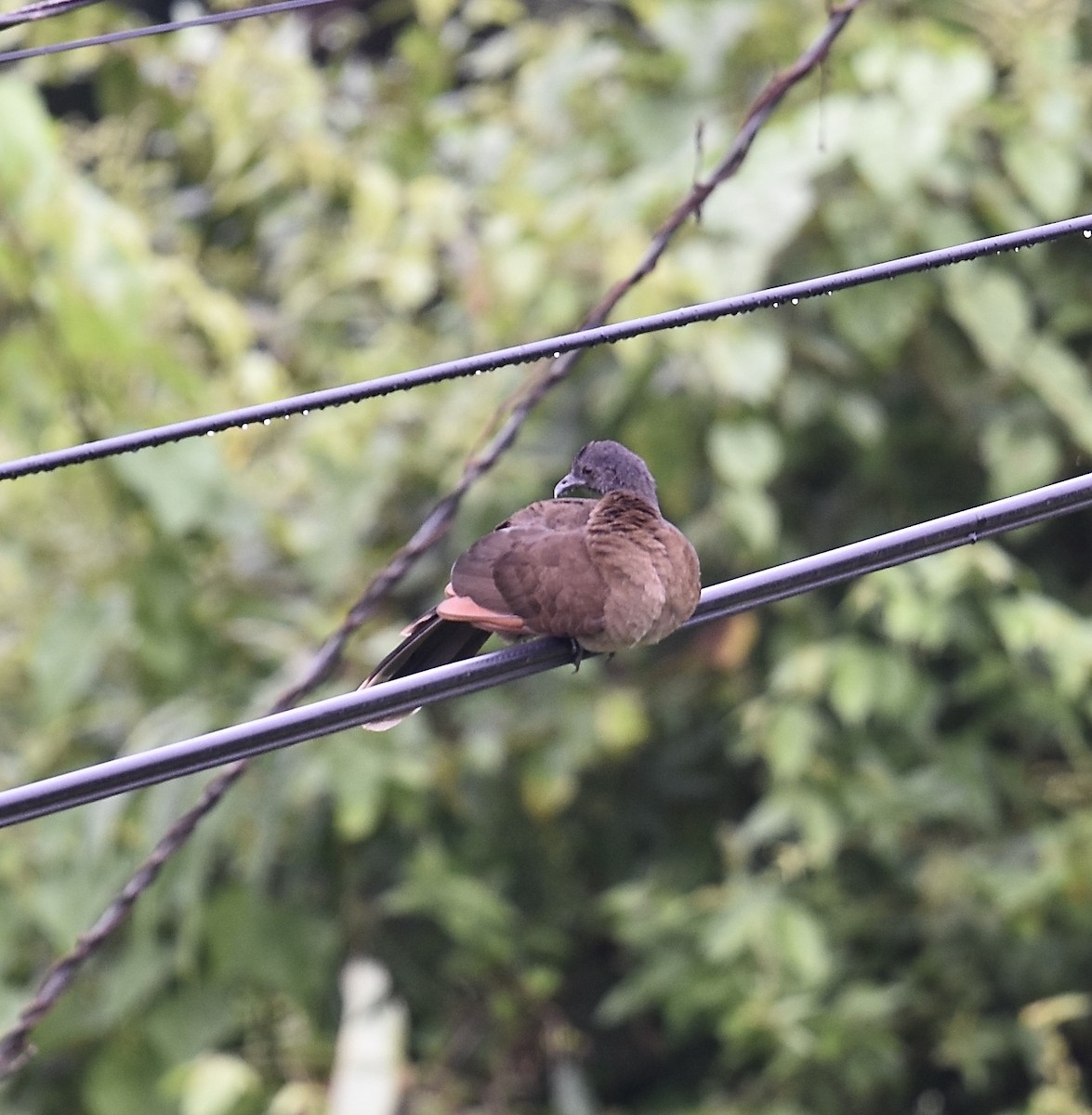Gray-headed Chachalaca - ML646026792