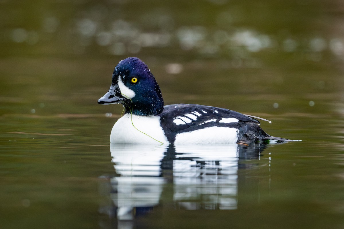 キタホオジロガモ - ML646026801