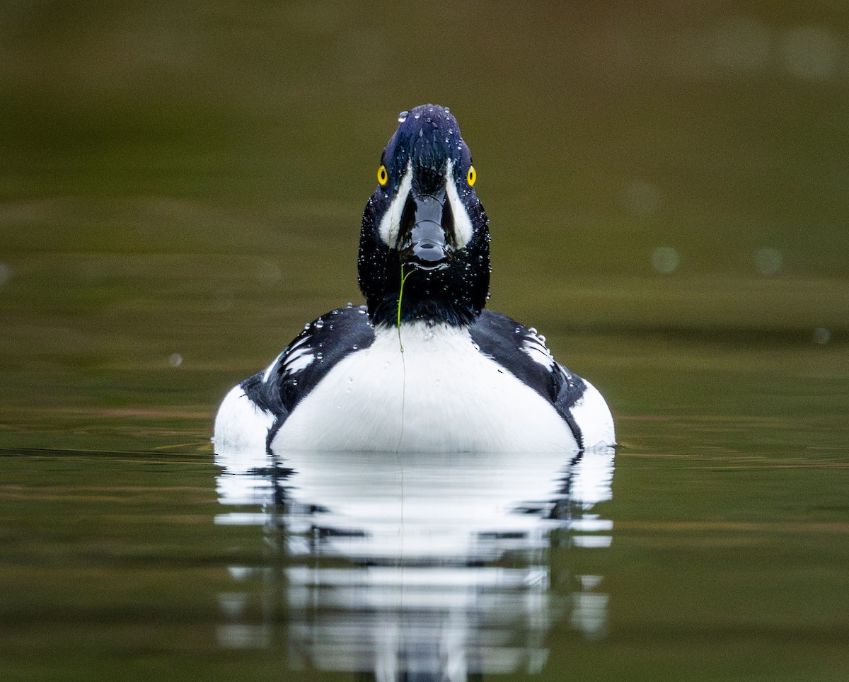 キタホオジロガモ - ML646026802