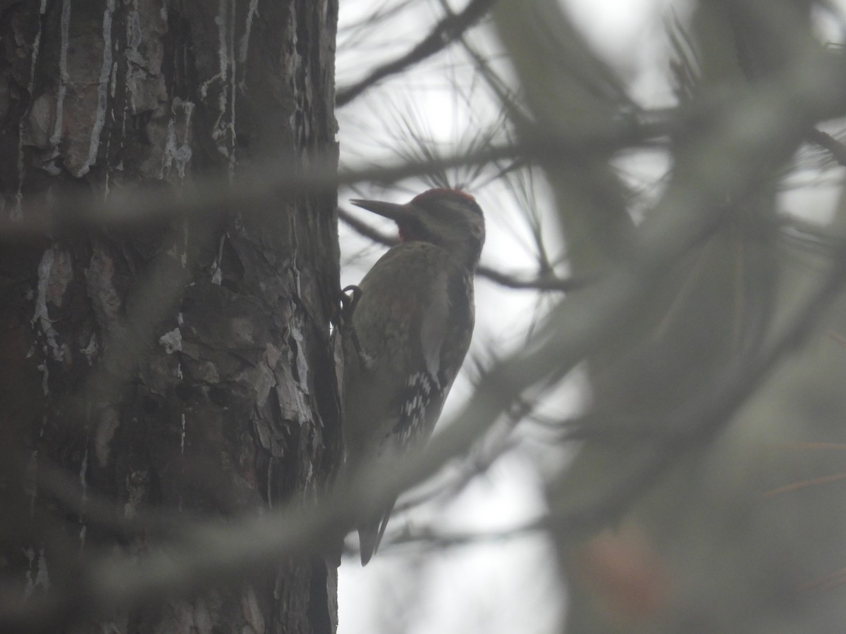 Дятел-смоктун жовточеревий - ML646026806