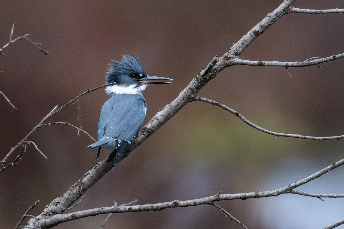 Belted Kingfisher - ML646026807