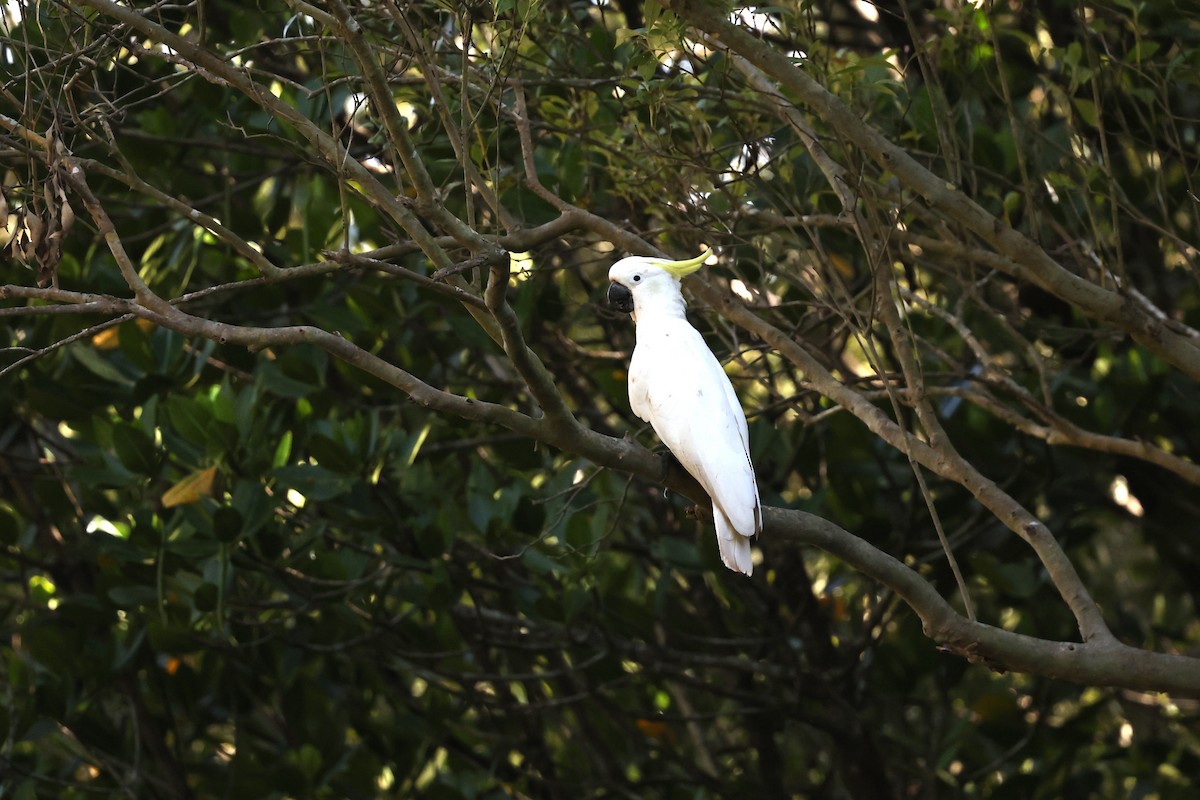 Sulphur-crested Cockatoo - ML646026808