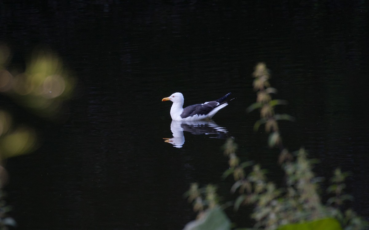 Zafferano - ML646026811