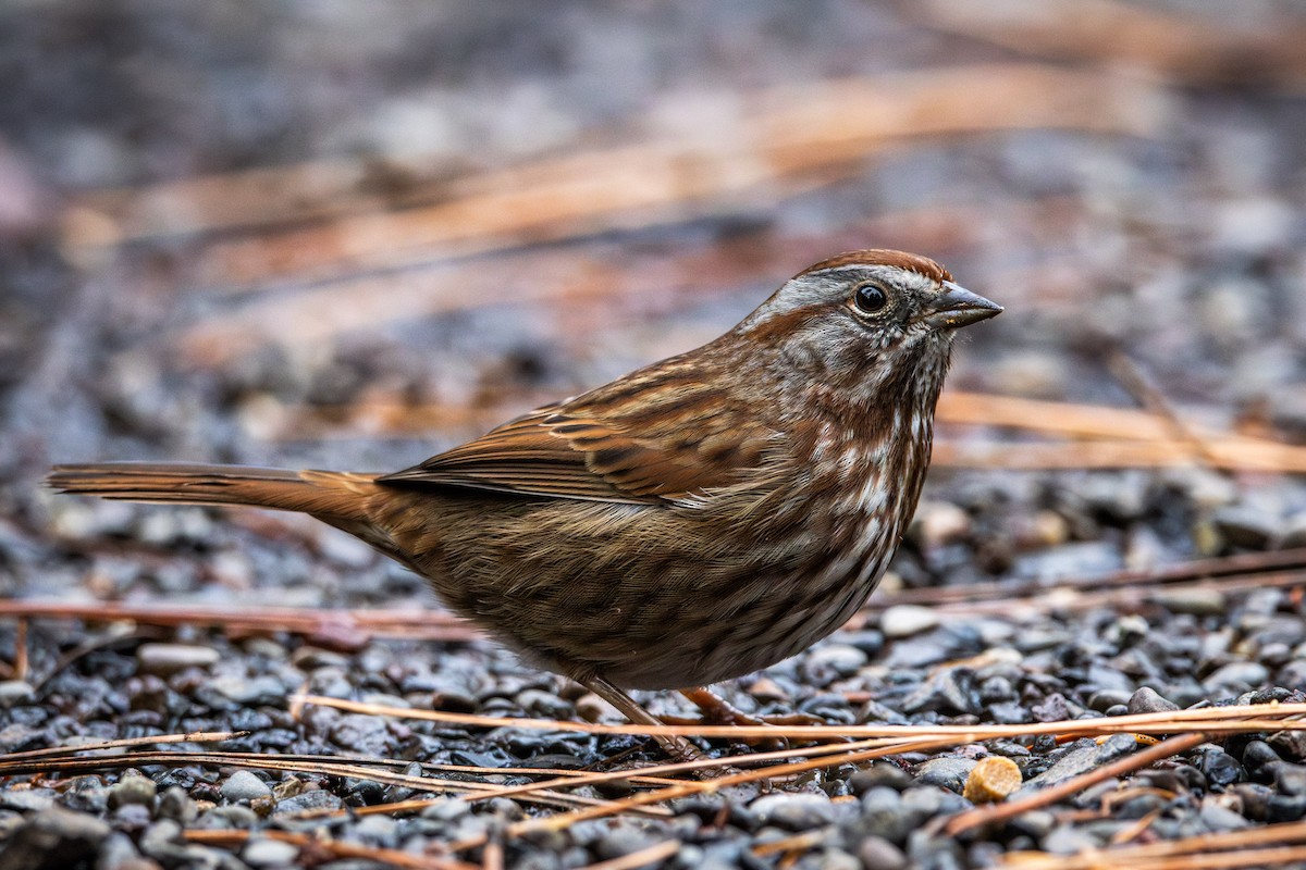 Song Sparrow - ML646026817