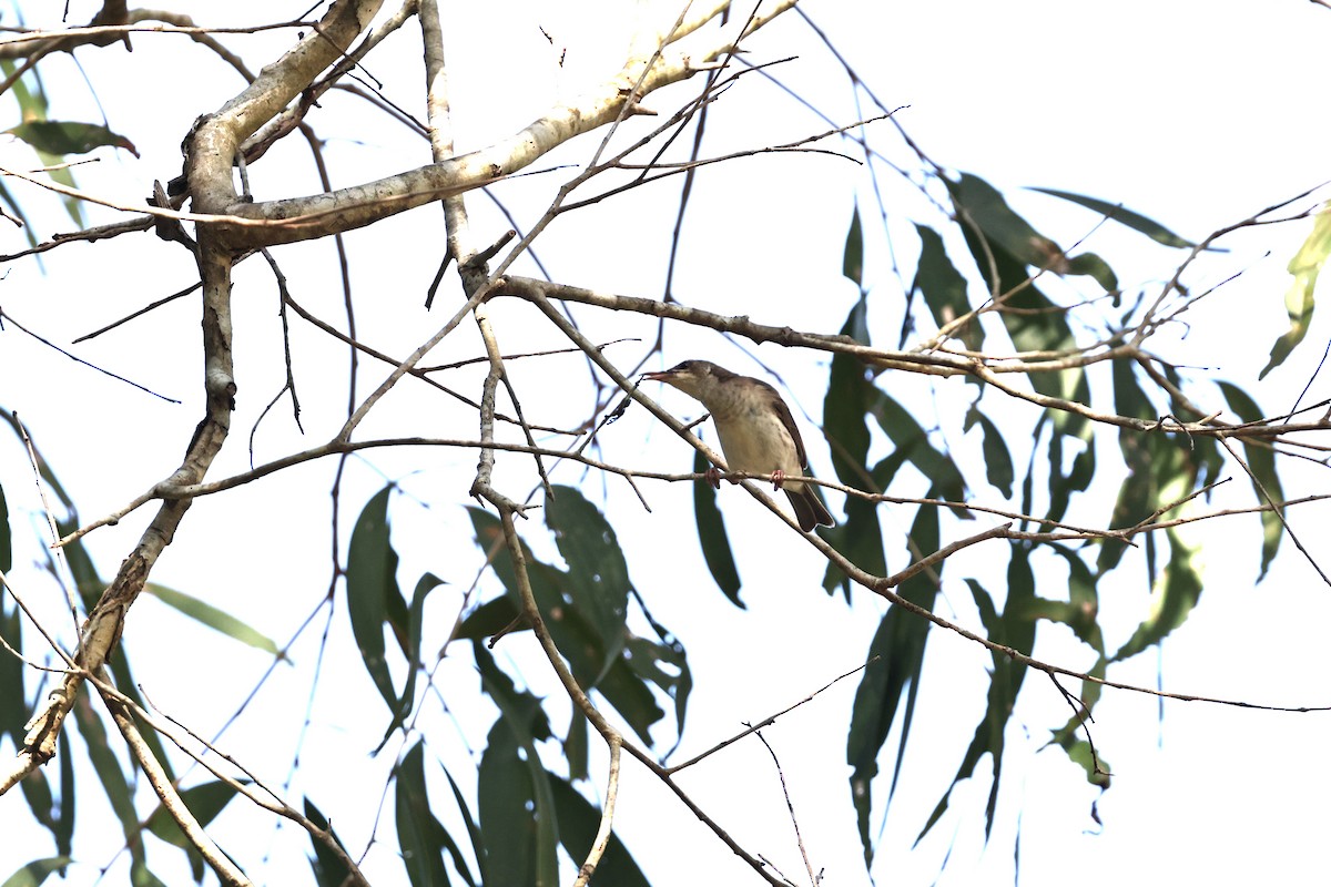 Brown-backed Honeyeater - ML646026823