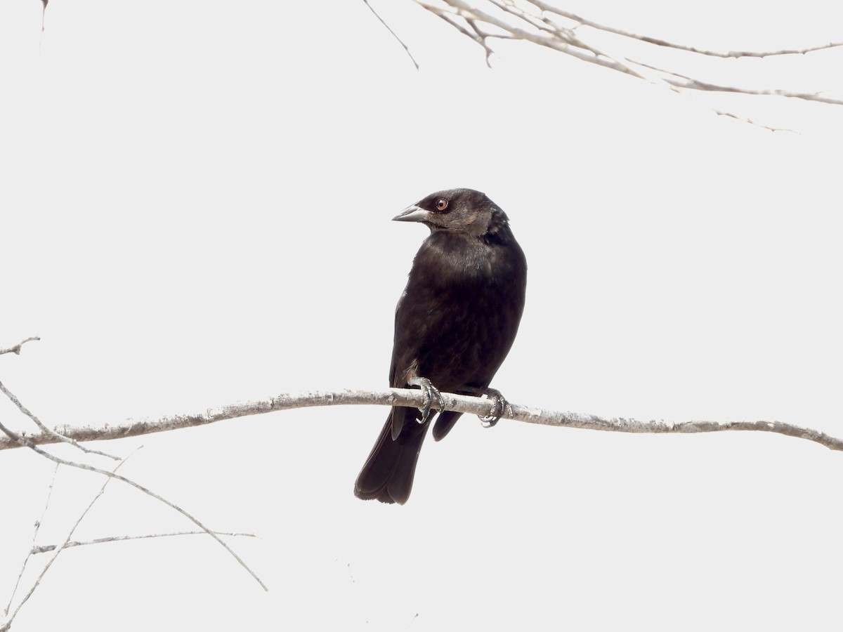 Красноглазый трупиал - ML646026825