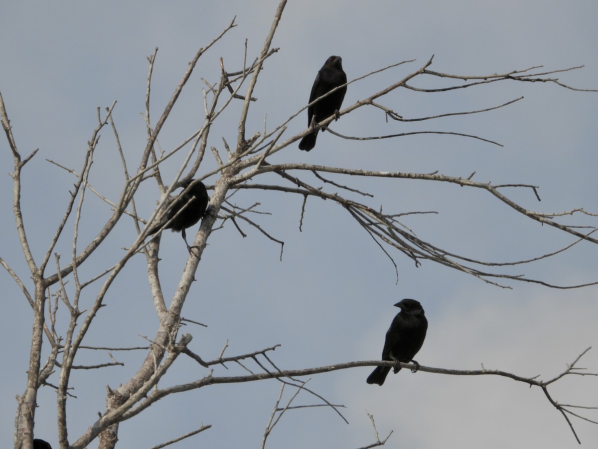 Красноглазый трупиал - ML646026826