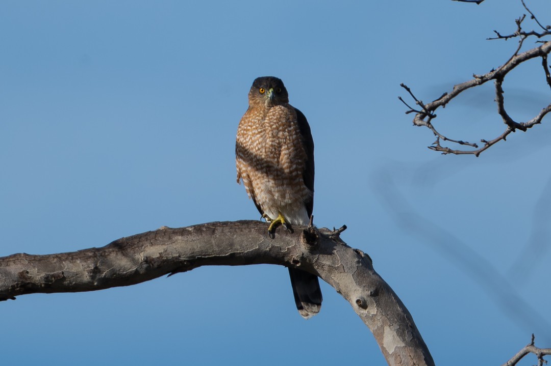 Cooper's Hawk - ML646026830