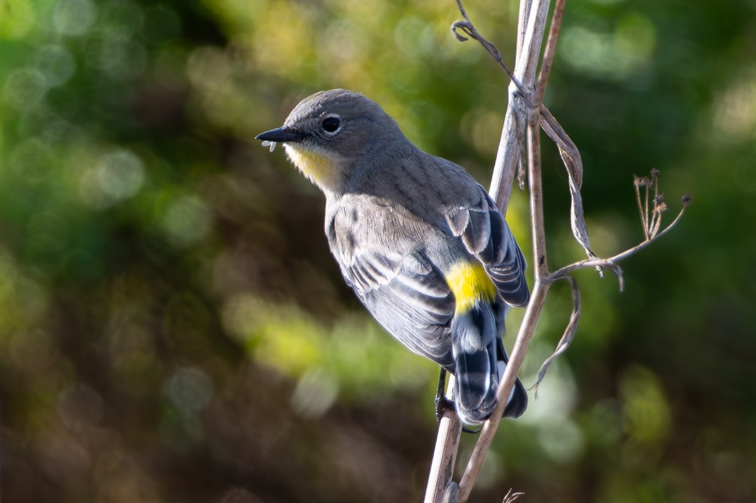 Пісняр-лісовик жовтогузий - ML646026834